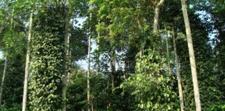 WEEKEND LUXURY RETREAT – SERAI RESORT CHIKMAGLUR ckikmaglur