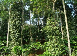 WEEKEND LUXURY RETREAT – SERAI RESORT CHIKMAGLUR ckikmaglur