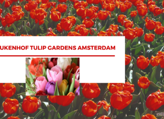 KEUKENHOF TULIP GARDENS, AMSTERDAM Keukenhof Tulip Garden