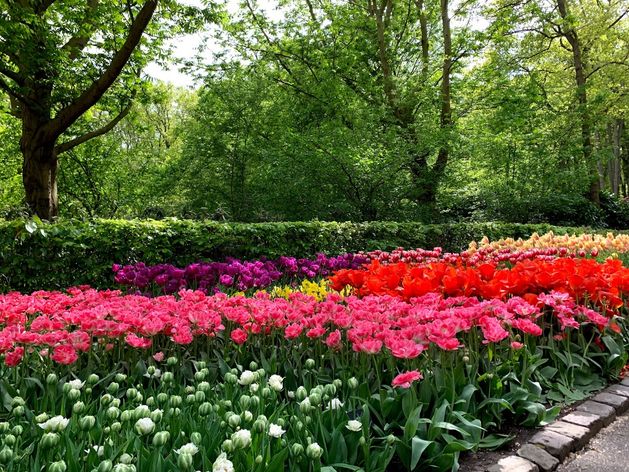 Tulip Park