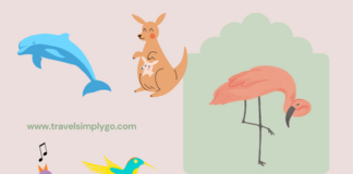 Best Holidays Around the World for Animal Lovers Animal-lover