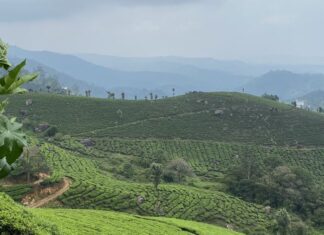 Top 5 Things to do in Munnar for a Fulfilling Experience Munnar
