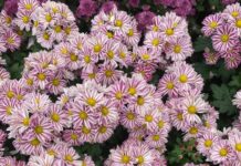 Rediscovering Bangalore Through Lalbagh’s Timeless Green Lalbagh Garden Bangalore