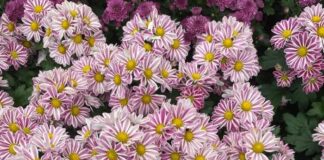 Rediscovering Bangalore Through Lalbagh’s Timeless Green Lalbagh Garden Bangalore