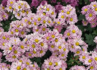 Rediscovering Bangalore Through Lalbagh’s Timeless Green Lalbagh Garden Bangalore