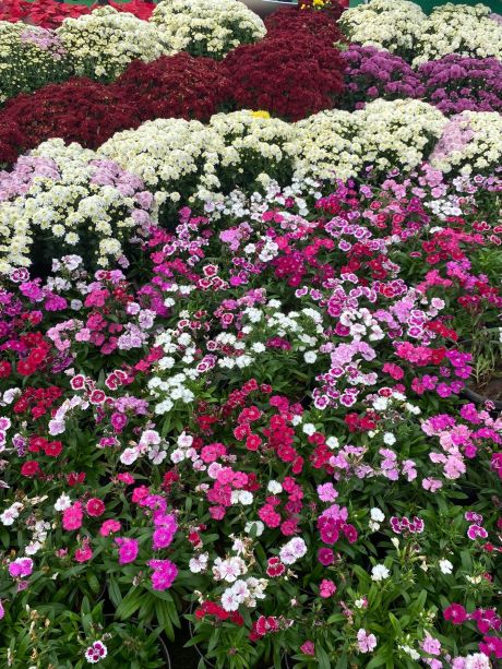 Lalbagh Garden Bangalore