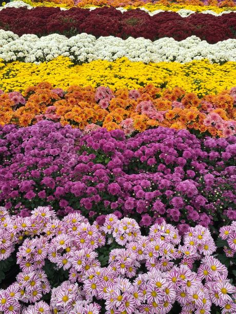 Lalbagh Garden Bangalore